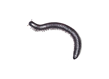 Millipede