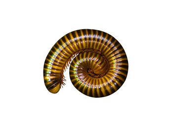 Millipede